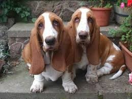 The Basset hound