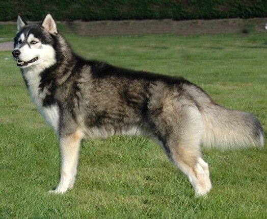 The Siberian Husky