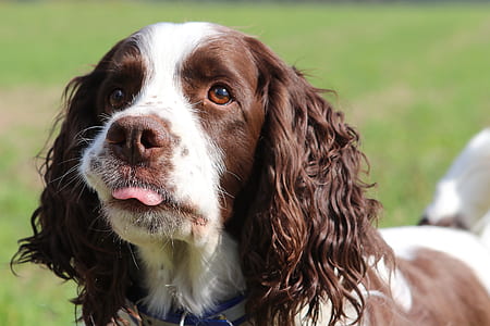 The Enlish Springer Spaniel.