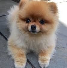 The Pomeranian