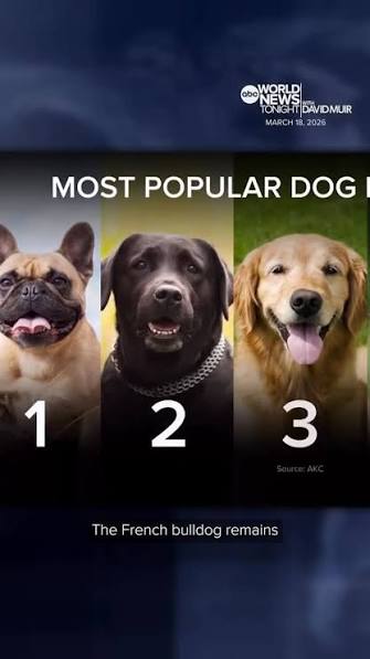 AKC Top Rankings 2026